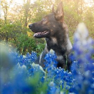 Shipping Information